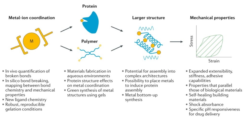 NatRevMater's tweet photo. The reversibility of transition metal-coordination bonds affords broad control over the structural dynamics of materials: read more in our latest Review by @ProfBuehlerMIT,  
@eesha_khare and Niels Holten-Andersen: https://t.co/9ApMkHd4Je https://t.co/8FIDfVw4uq