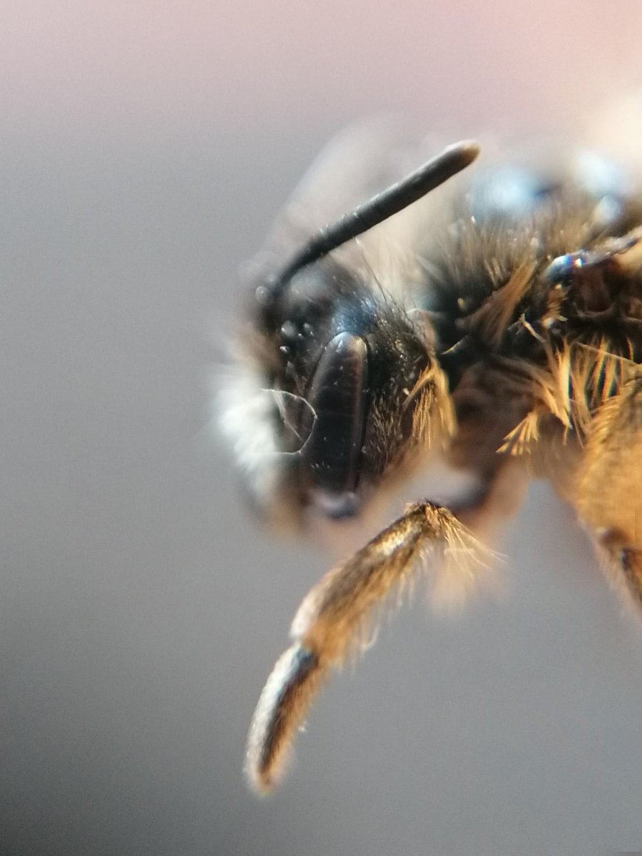 RBAbuzz's tweet photo. Pour le #MacroPoll de la semaine zoomons sur l'Andrène à pattes jaunes (Andrena flavipes) 🐝
Cette commune #abeille sauvage est caractérisée par ses pattes jaunes et peut former de grosses bourgades ! Remarquez-vous ses brosses sur ses pattes arrières pour collecter le pollen ? https://t.co/nE6G3VL3kI