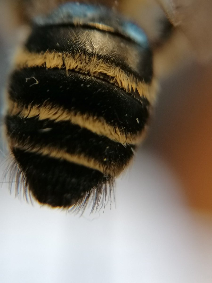 RBAbuzz's tweet photo. Pour le #MacroPoll de la semaine zoomons sur l'Andrène à pattes jaunes (Andrena flavipes) 🐝
Cette commune #abeille sauvage est caractérisée par ses pattes jaunes et peut former de grosses bourgades ! Remarquez-vous ses brosses sur ses pattes arrières pour collecter le pollen ? https://t.co/nE6G3VL3kI