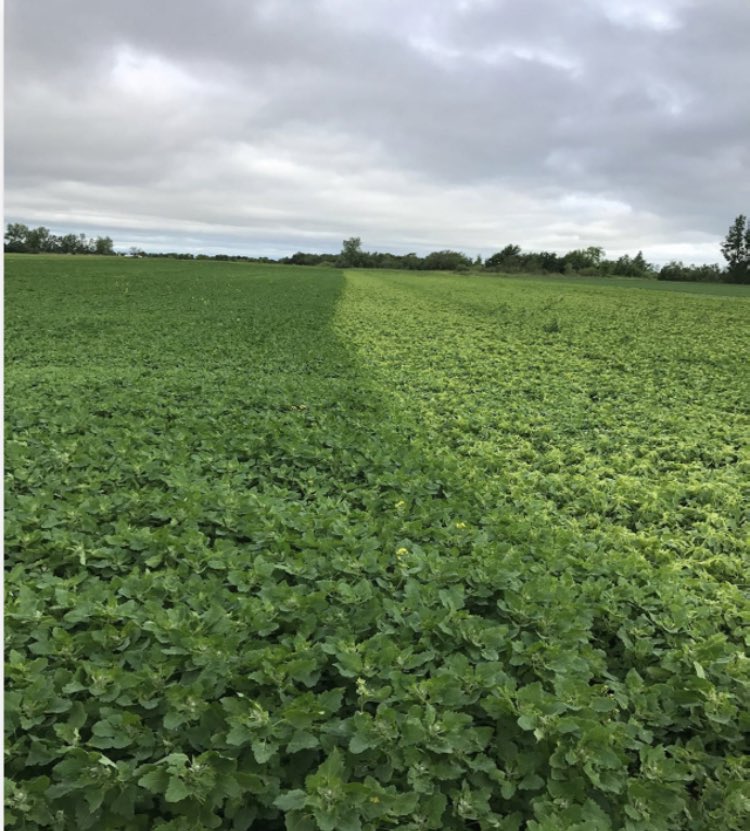 Lots of great discussion on new products heading into #plant21. A general reminder- the only thing worse than “it’ll never work”, is confirmation bias believing it did. Checkstrips are your benchmark. Even accidental ones..#westcdnag