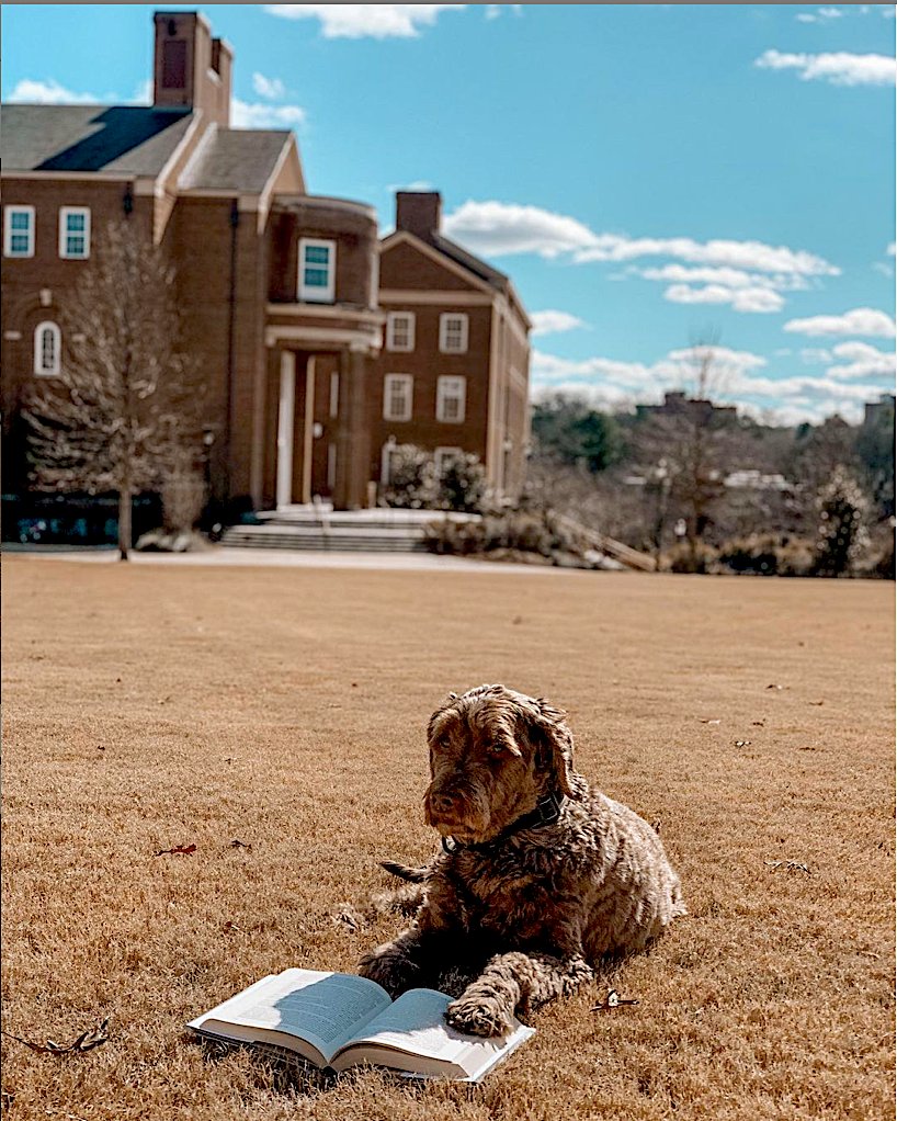 Here's a smart pupper taking a moment to enjoy the weather this weekend while reading 'Inside the Mind of the White-Collar Criminal' by <a href="/EugeneSoltes/">Eugene Soltes</a>, for Dr. Tina Carpenter’s class on Forensic Accounting &amp; Fraud Examination!