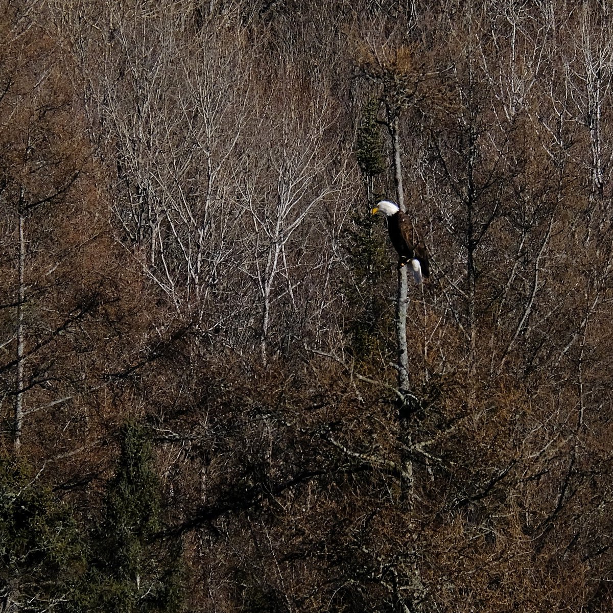 junekrisko's tweet photo. A far away bald eagle!
.
.
.
#haliburton #myhaliburton #myhaliburtonhighlands #haliburtonhighlands #onhighlands #junekriskoartist #junekriskophotography #longdistanceshooting #hesintheresomewhere #findthebaldeagle #baldeaglesofinstagram https://t.co/2oK01REkRu