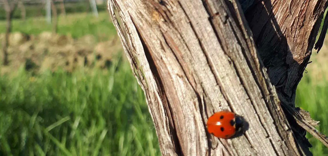 #HVE🌱(Haute Valeur Environnementale), les références pour les IFT vont évoluer ➡️reference-agro.fr/hve-les-refere…