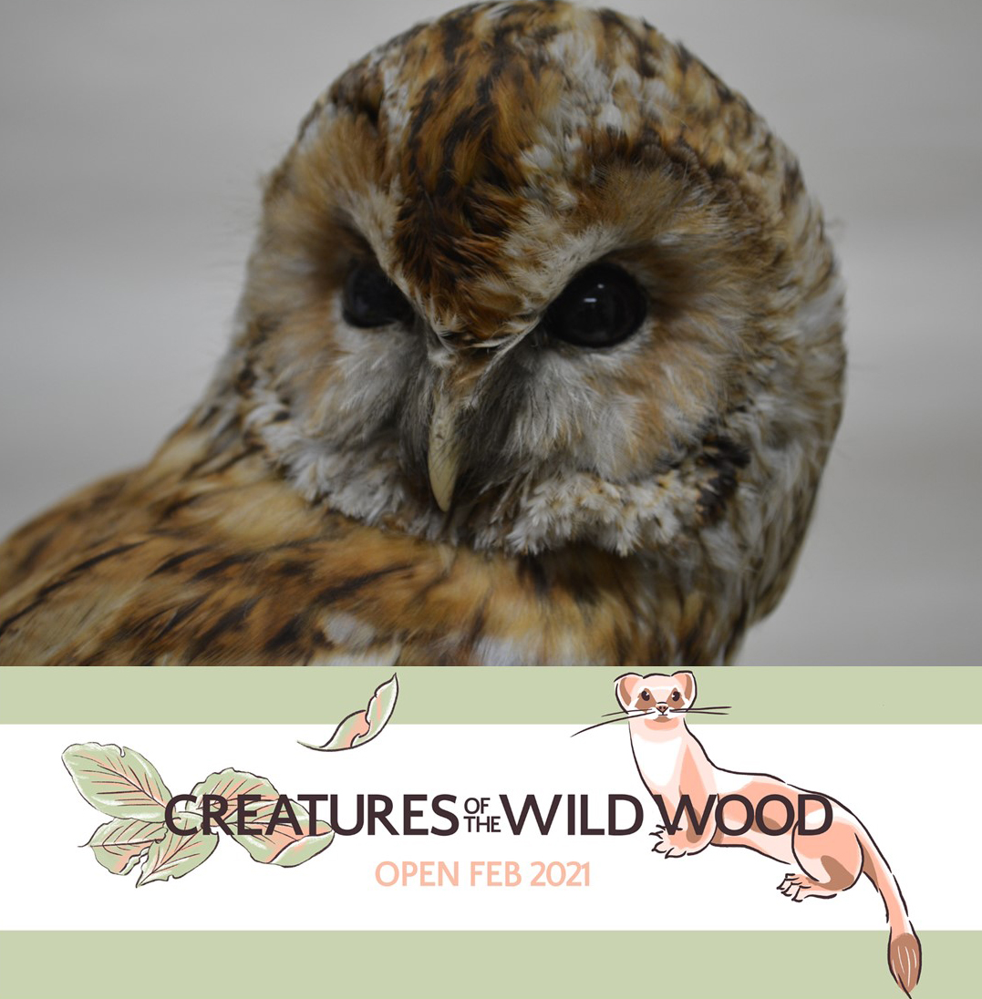 We are excited to launch our new online exhibition Creatures of the Wild Wood! 
creaturesofthewildwood.com

This new exhibition explores the richness of our local woodland. Delve into <a href="/EtonCollections/">Eton Collections</a> to learn more about the nature on your doorstep. 
#Woodland #LocalNature