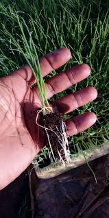 6/8 In terms of insecticides - you need Carbaryl 85 - to control Caterpillars & you need Malathion 25 to control Leaf hoppers, you need about 1kg of each. Prices are $14/Kg & $4/500grams respectively  @agribusiness110  @Fifi_dvc  @mmawere  @SandraNabasirye  @terrymap1  @PhiriDivah