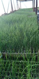 7/8 OBVIOUSLY we can’t talk about ONION pests & not mention THRIPS as they are the most economically important pest. You need at least two products & options are Thunder, Malathion 25 OR 50 & Cartap. Thunder & Cartap are are going for $5/100mls & $14/Kg respctively  @akin_adesina