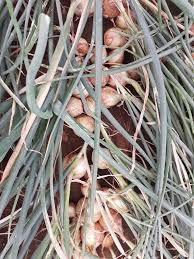 8/8 Other critical factors that affect productivity MUST be considered such as Tillage, Irrigation, Soil analysis, Choice of variety (SEED), Time of planting, Storage, Curing, Transport to the MARKET, Good Agronomic Practices  @terrymap1  @WendyMadzura  @mucharedzeyi  @MM_Garden1