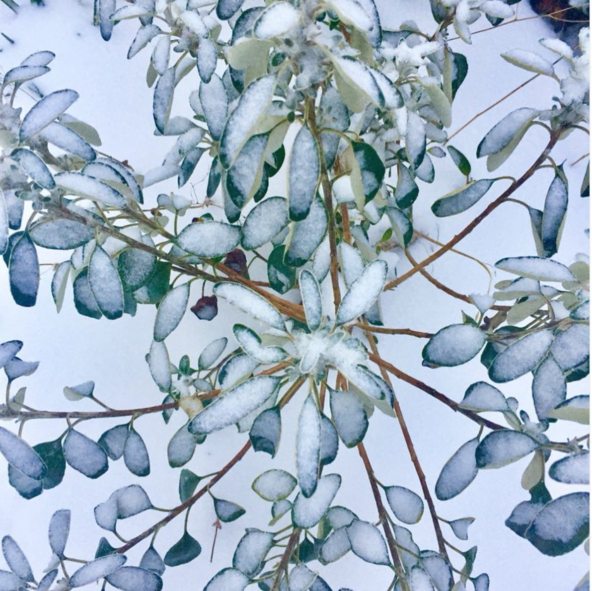 Jackie Gale Art tweet media