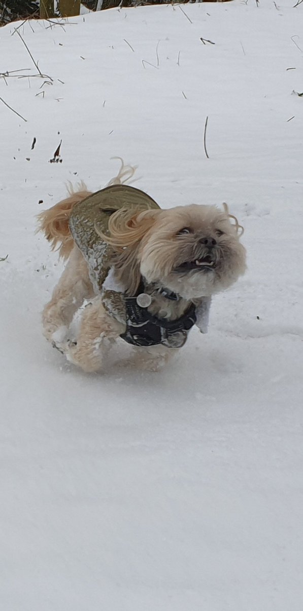 George Mears tweet media