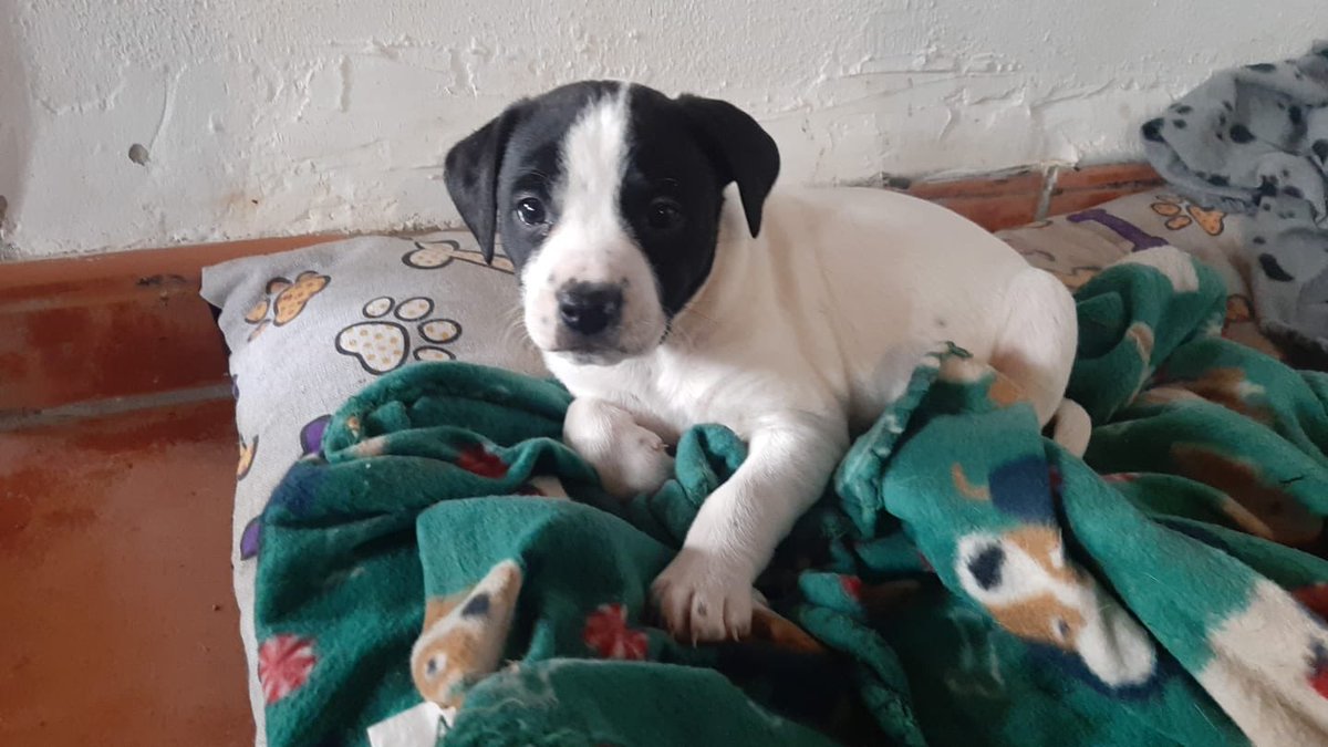 YeiKh_'s tweet photo. Hola! Necesitamos buscarle hogar a esta preciosidad. Es una cachorra de bodeguero con amstaff. Está destetada y se encuentra en Granada, no se realiza envío. Nos gustaría encontrar una familia o personas responsables, de Granada o alrededores. @angelmartin_nc #hazdetumagia https://t.co/0yK7q6GiFD