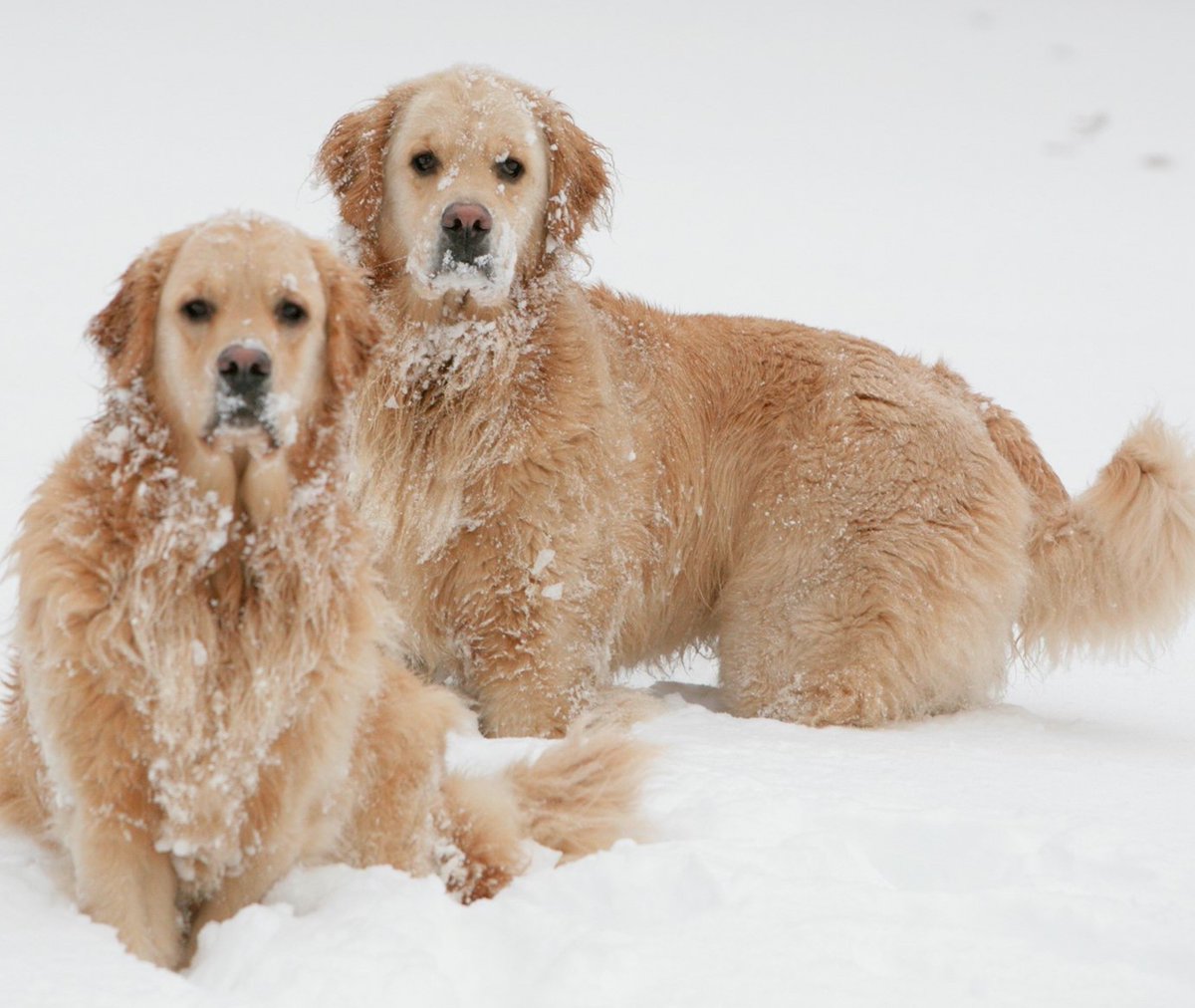 Dog Bless You tweet media