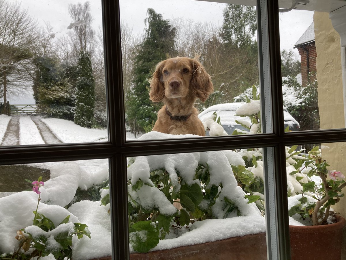 Someone is trying to get back in from the garden. #kentsnow