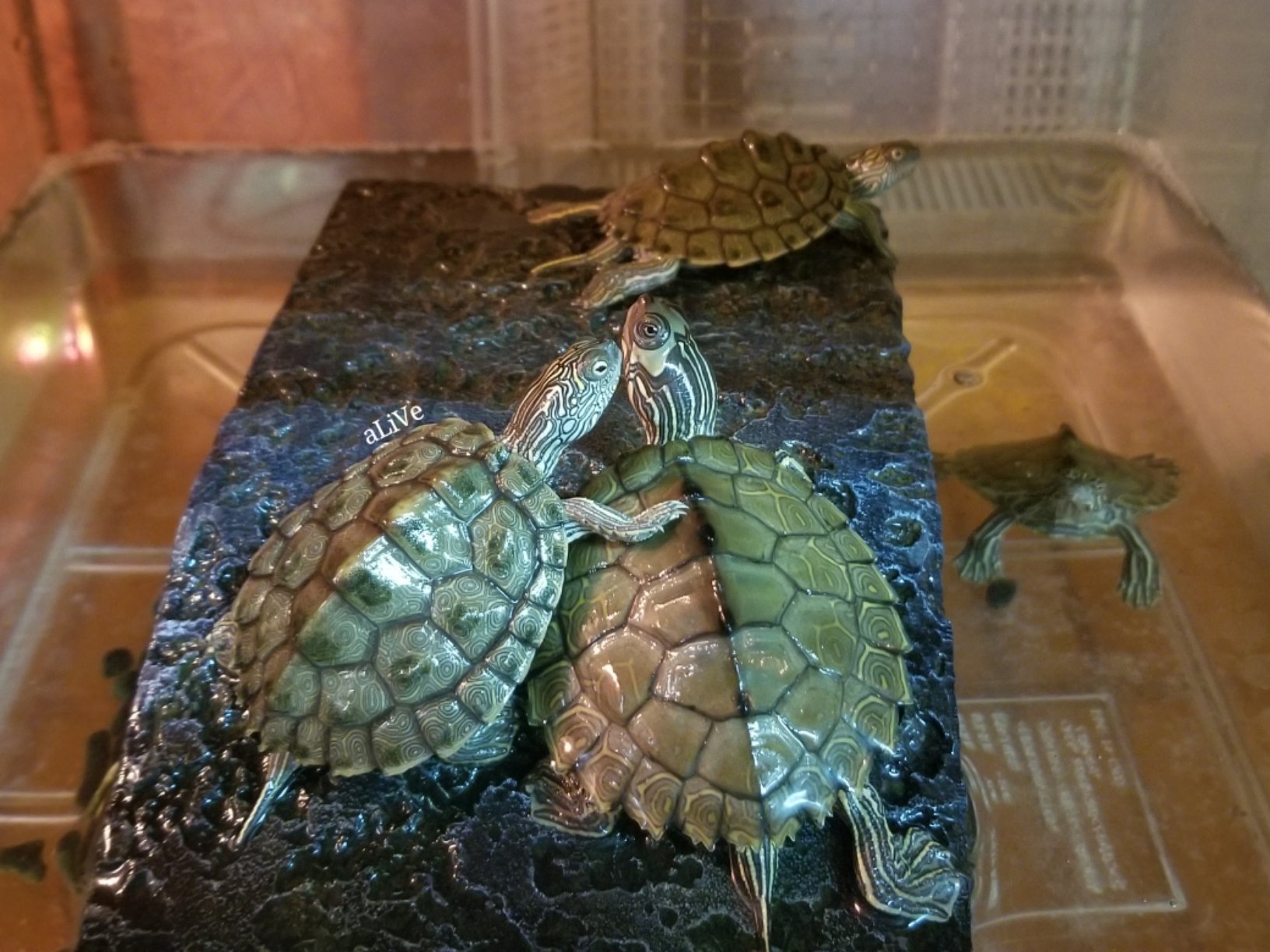 爬虫類ショップ アライブ(aLiVe) on Twitter 