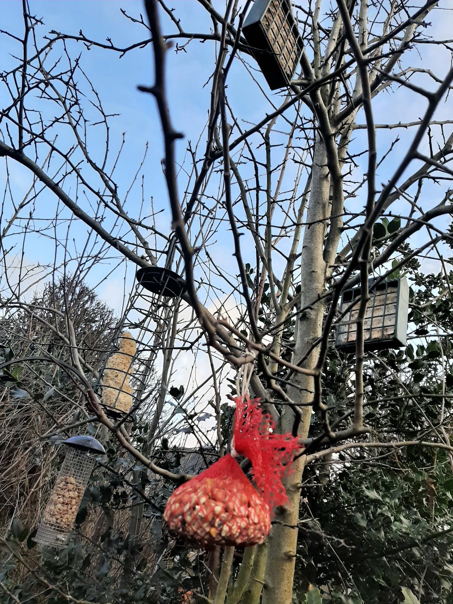 CharlieRikki10's tweet photo. @BaildonCE The Big Baildon Bird Watch! A fun but cold afternoon 👍 with a homemade feeder to boot! 
#scienceweekbce  #Birdwatch #Winterwatch #GardenBirds https://t.co/VFXxKAmBG6