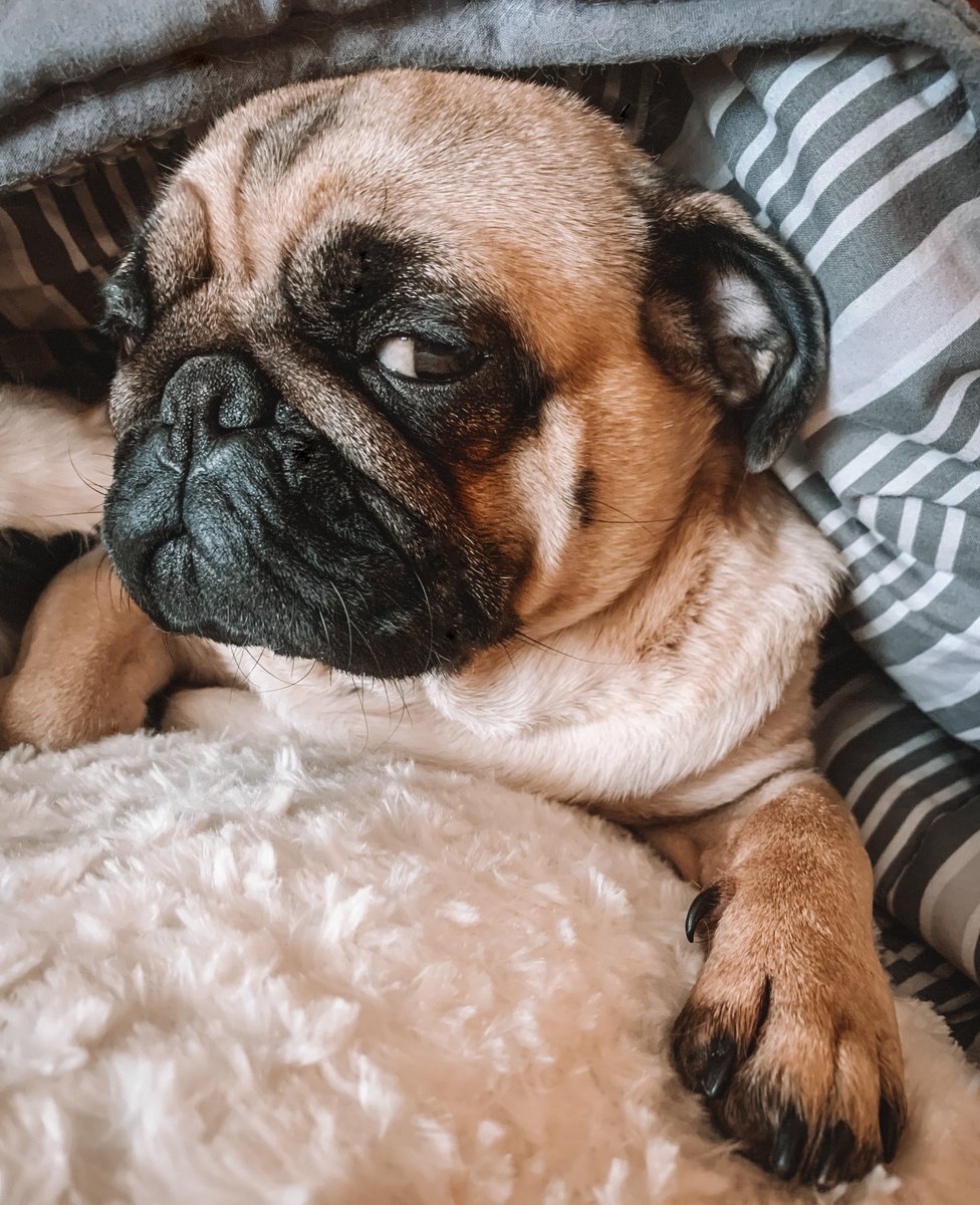 moka_meta's tweet photo. When your alarm goes off for the 7th time 🙄 #HappyMonday https://t.co/GBC0Jn0x4a