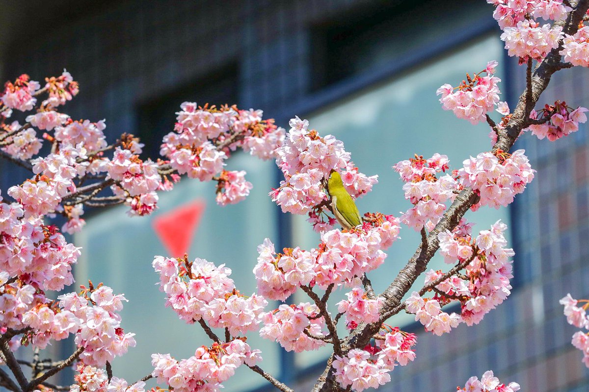 Taka 熱海の街を繋ぐアンバサダー 今が1番の見頃 日本一早咲きの熱海桜 どこよりも早く春を感じれる場所が熱海 大体今月中旬くらいまで咲く予定 東京では見れないこの景色 カメラで夢中になってメジロを追いかけてたらおじさんも写ってしまいまし