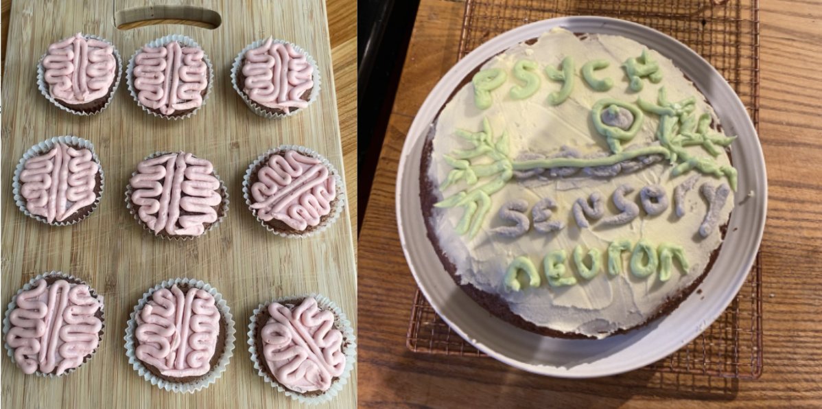 NGHSPsychology's tweet photo. In a celebration of all things cerebral, feast your eyes on the creations of the first NGHS Great British Brain off finalists! Well done to Year 12, with the winner soon being decided by a panel of Year 13 Psychologists🧠 #gbbo @NottmGirlsHigh https://t.co/C5JkRTbL9Z