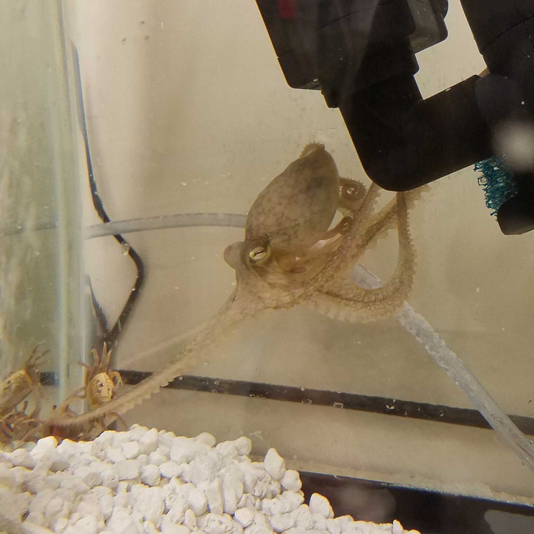 Octopus pounce for their food! Here is a rare shot of one mid-pounce. You can see how they stretch their arms all the way out to grasp the crabs before quickly moving their body from safety to food
#octopus #behavior #funfact