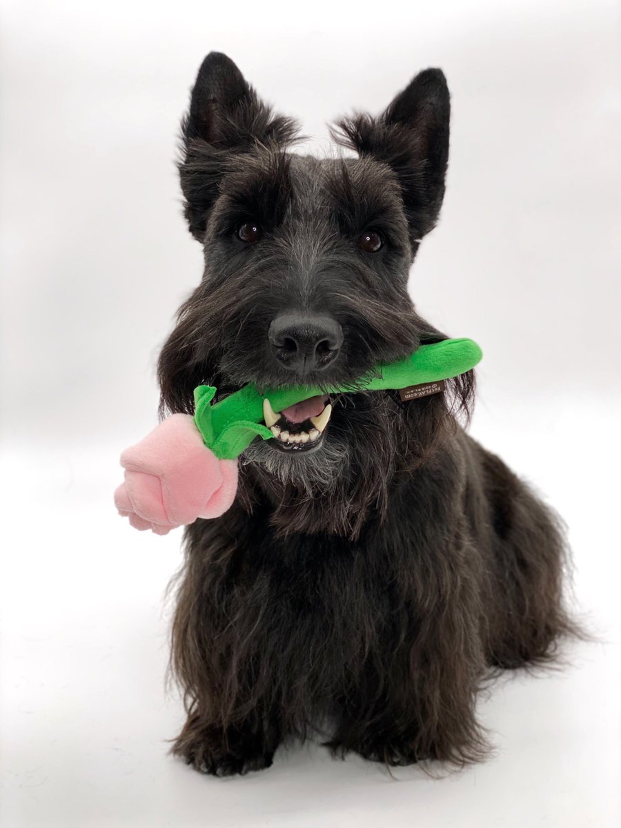 mrangusscottie's tweet photo. In case you need some Monday Motivation, here is a little boy offering a rose to cheer you up. 
#willyouacceptthisrose #thebachelor  #dog https://t.co/pDIJpabypZ
