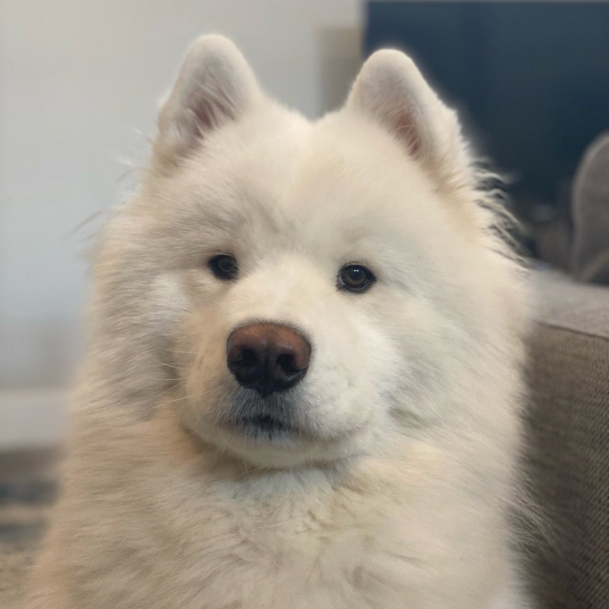 LeonVanSam's tweet image. Most things u say
I just listen and yawn,
WHADDAYOUMEAN 
“The treatos r gone?!”