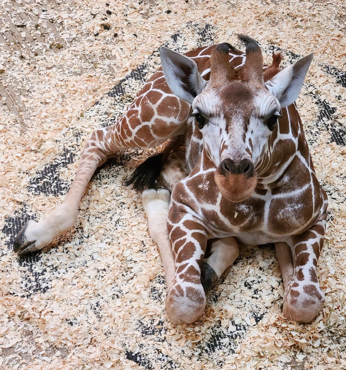 fortwaynezoo's tweet photo. Greeting from the African Journey Barn! Sukari’s plans for the day include staying inside where it’s warm, eating lettuce and playing with her friend Mystic.
📸Keeper Paige https://t.co/GiOoXTdeQ2