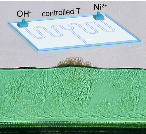 SteinbockGroup's tweet photo. Our latest paper in @ACS_Langmuir was just published online. @QingpuWang studied temperature effects on chemical garden tubes and analogous membranes in microfluidic devices. #chemobrionics #FSU #chemistry #microfluidics #nickel https://t.co/jig9AJY1Cv https://t.co/LPQ1BxRrRm