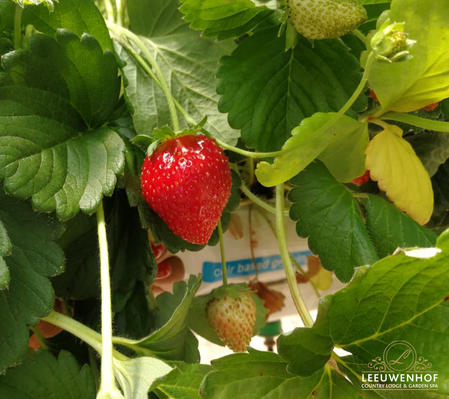 Leeuwenhof strawberry farm is the perfect day out for friends, family and little ones. Get ready to pick delicious strawberries.  For only R100 per person

#leeuwenhofcountrylodgeandgardenspa #valentinesday #love #specials #luxurytents #accommodation #spa #strawberrypicking