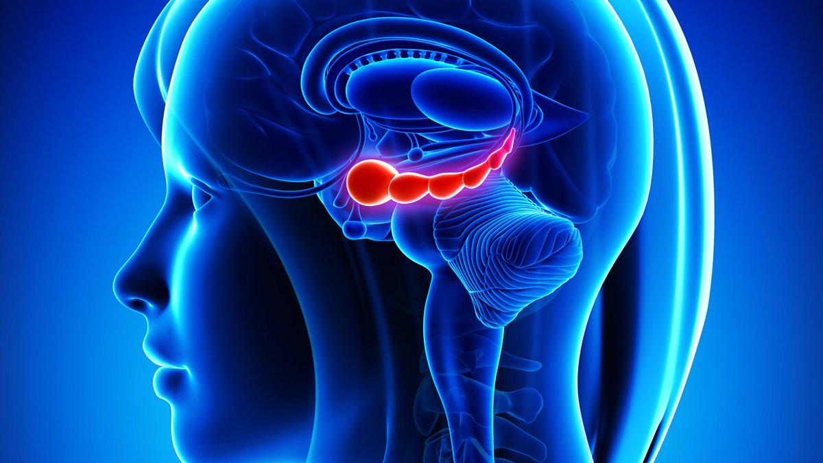 Pitt Psychiatry (@pittpsychiatry) on Twitter photo In a recent <a href="/NatureComms/">Nature Communications</a> study, scientists asked, When making decisions, how does one decide whether to exploit known good options or explore potentially better alternatives? The hippocampus plays a key role in resolving the explore/exploit dilemma: bit.ly/3tDU8Qc In a recent <a href="/NatureComms/">Nature Communications</a> study, scientists asked, When making decisions, how does one decide whether to exploit known good options or explore potentially better alternatives? The hippocampus plays a key role in resolving the explore/exploit dilemma: bit.ly/3tDU8Qc