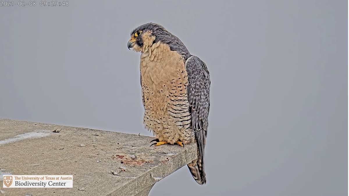 It's not greenscreen, but it's pretty close. (Actually, it's just the fog!)