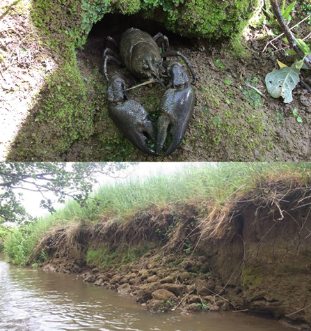 crayfish_cath's tweet photo. Excited to say my first PhD paper with @StephenRice15 and Paul Wood is out, open access in @BSG_Geomorph ESP&amp;L!

Crayfish burrows increased bank retreat by up to 253%, increased bank collapses, and recruited >25 t km-1 a-1 of floodplain sediments! 1/7

https://t.co/U6Mez4tkzk https://t.co/aAQhbRpgPp