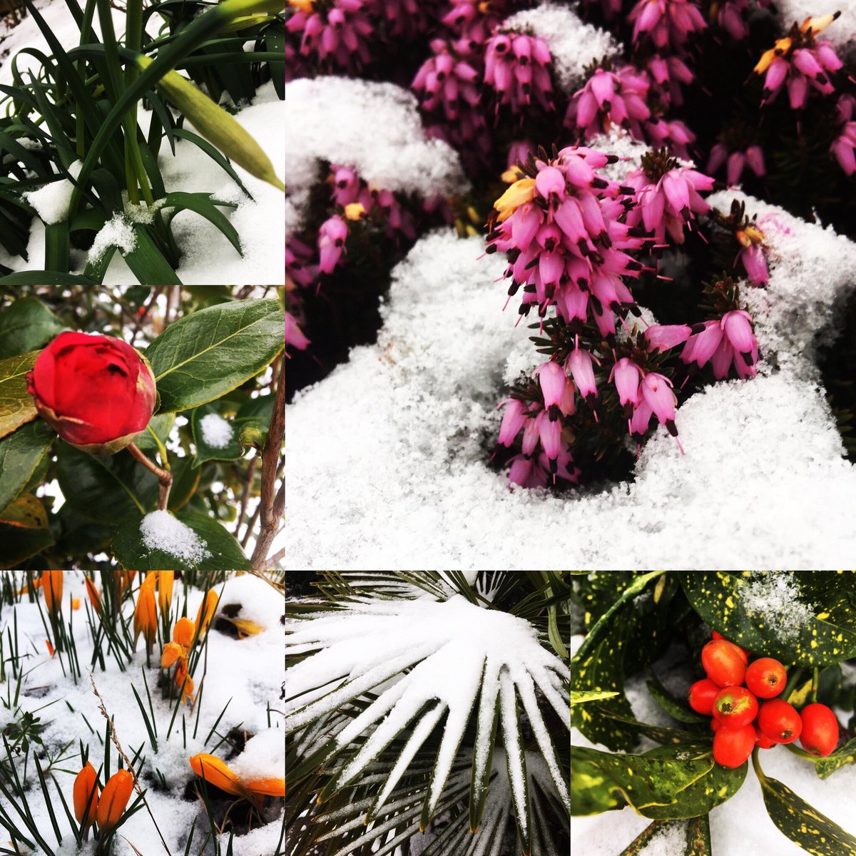 MagnificentMY's tweet photo. Kissed by the snow or kissing the snow...snow day Monday in London to kickstart the week...mindful walk in the snow. Beautiful world ❄️✨🙏🏽✨🤍✨
#snow #snowday #snowkiss #kiss #kissedbysnow #mindfulwalk #mindfulness #monday #snowmonday #kickstart #week https://t.co/hDoBmE1hAu