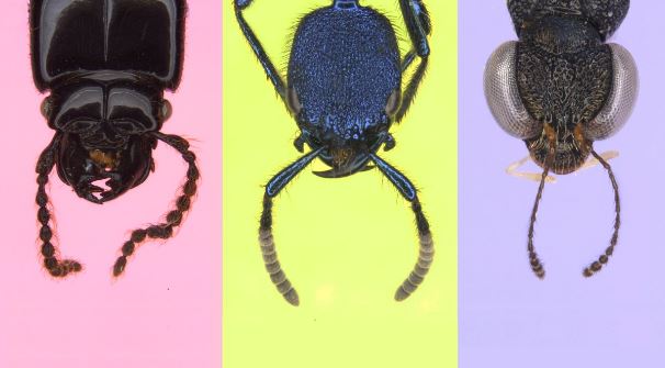 So we asked, how do some of the most diverse animals on earth, the rove beetles, change across a 1500m neotropical elevation gradient?