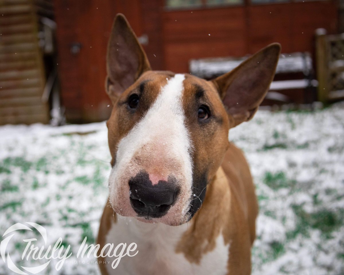 TrulyImage's tweet image. Bombers first time in the snow, let&apos;s make the most of it before it&apos;s gone again❄️