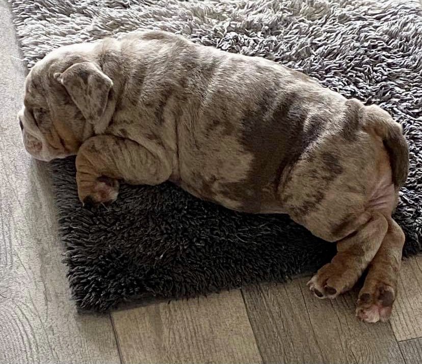 IvyStolen's tweet photo. Ivy was stolen on the 20th of January from London (UK) NW1, she has very distinctive markings, a gentle nature and her family is desperate to find her, they are lost without her. If you have any information please call 07725 149 705 🥺 https://t.co/yJqUZICl0g