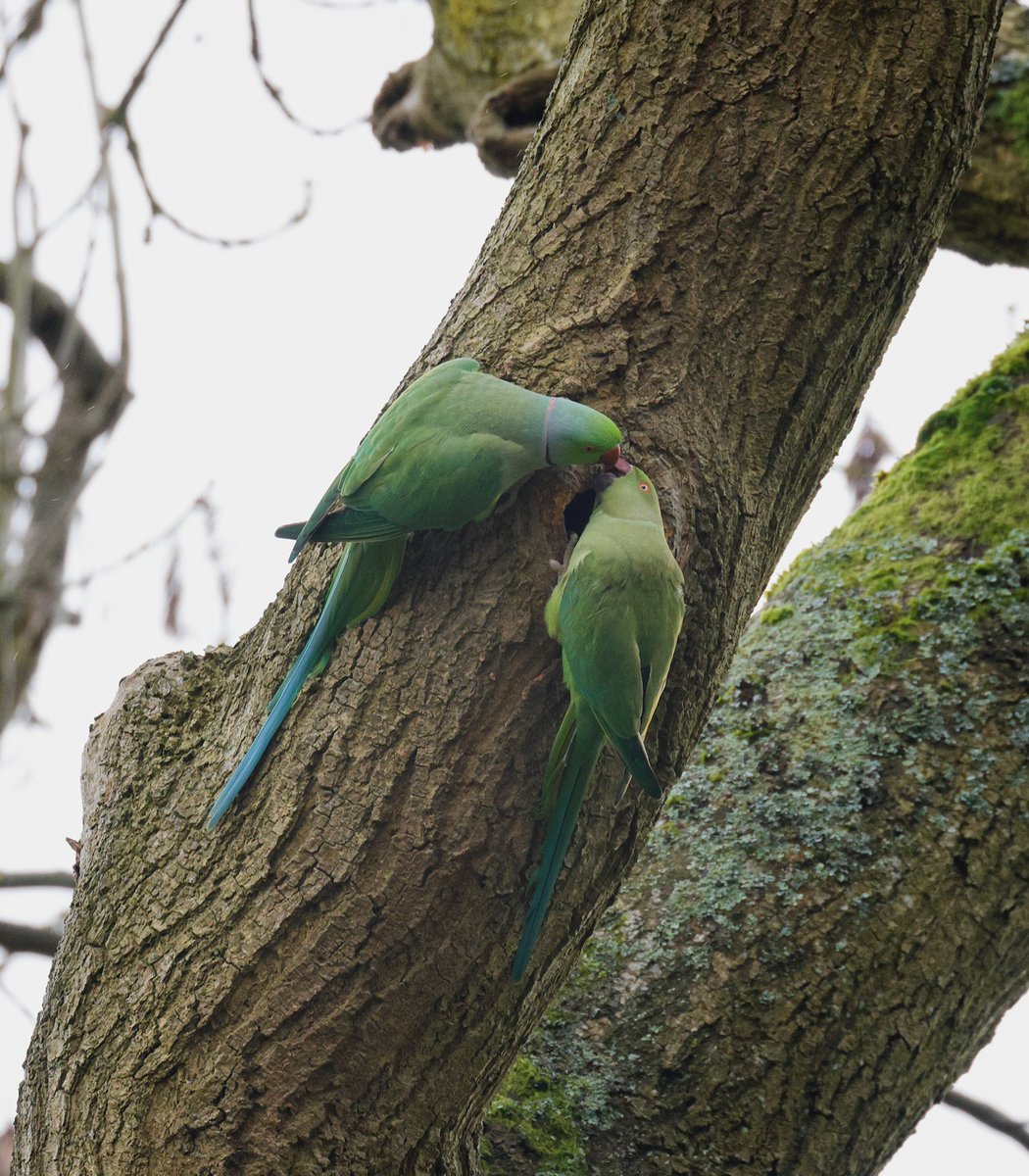 ISlingers's tweet photo. @shefbirdstudy There’s been a pair in Whiteley Woods recently, just over a week ago they were checking out a nest hole at Wire Mill Dam. Last spring some nested on Ivy Cottage Lane https://t.co/9bCIMm56uH