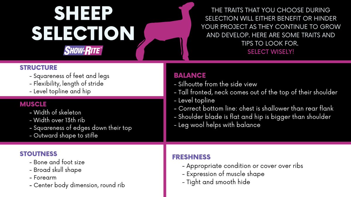 Here’s your checklist for picking out your sheep project! Remember, the traits you select in your project NOW, set the standard for your success down the road. Select wisely!

#showrite #teamshowrite #showsheep