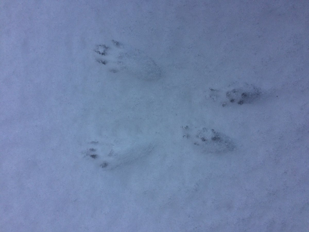 Tracks left in snow are great for seeing some of the finer detail in a print.

So who do you think left this set of tracks?🐾

Clue - it's a typically woodland creature.

#MammalMonday #MondayMystery
