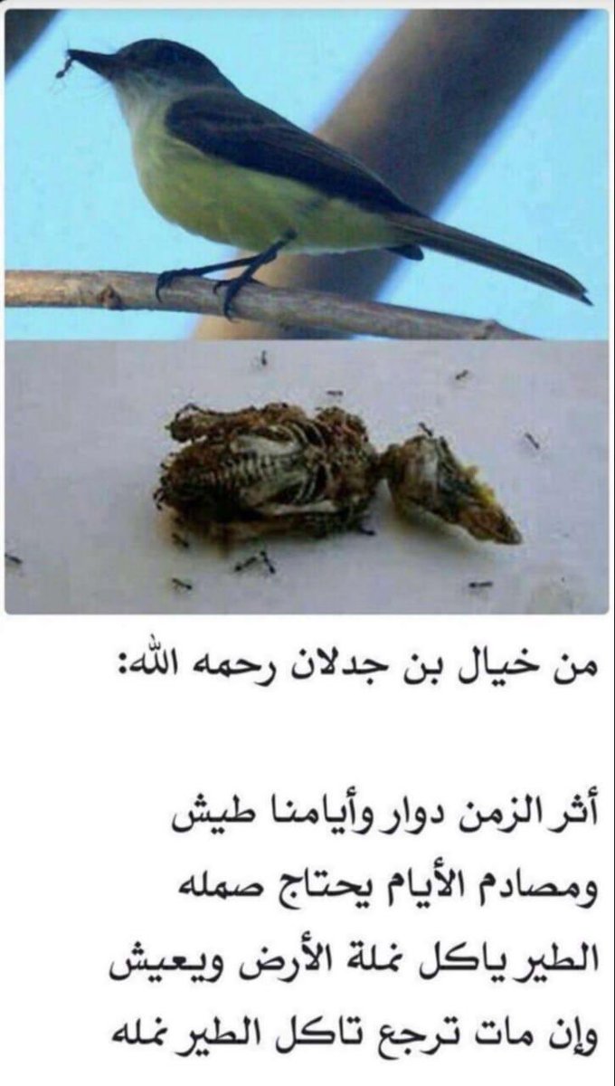 ابو صالح التويجري (@qwer099) on Twitter photo 