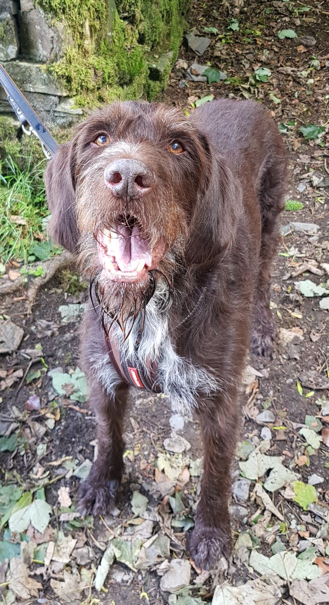 jackvalentine_1's tweet photo. Shedding a few tears tonight for my loyal mate who we've just had to say goodbye to ๐ช๐ช #RIPBodo https://t.co/ilypYH2jxP