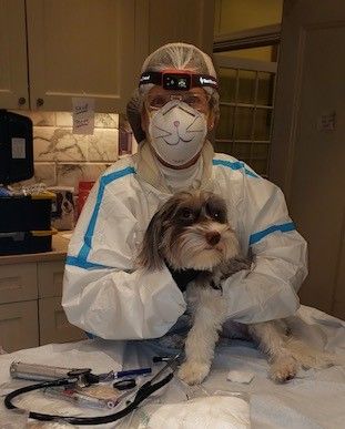 dramycitypets's tweet photo. Dr Amy's #dailymask! She's in full gear today, headlamp and all!
#citypetsvets #yourpetspersonaldoctor #nychousecallvet #nycveterinarian #homepetcare #dramysdailymask #dogsofnewyork #safetyfirst #covidsafetymeasures https://t.co/xzYhVgPSUE