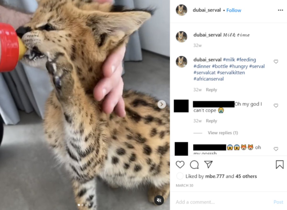 Three days later, on March 30, the Instagram account “Dubai_Serval”, maintained by someone followed by MBE.777, began posting videos of a similar looking animal.