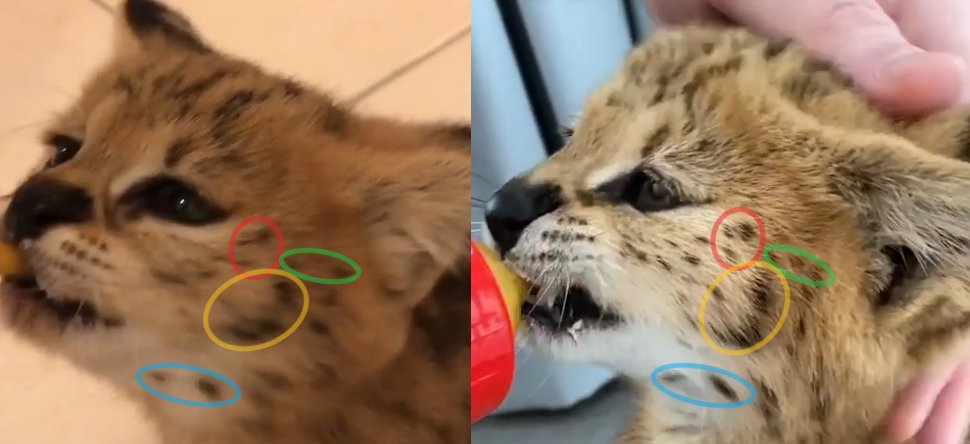 Is this the same Serval? Allowing for differences in the resolution, angle, and lighting, the spots match in size and relation to one another. The whisker spots are also a precise match.