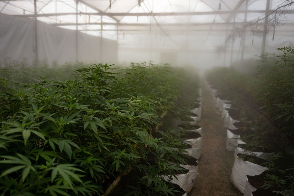 CityAM's tweet photo. The new Greenback: Why investors are getting high on medicinal cannabis firms

Judging by the reaction from investors, this is the start of a huge new industry in this country and Europe https://t.co/bJanpJxcJX #cannabisindustry #Cannabis #CBD #cbdproducts https://t.co/kUhPG0bsLl