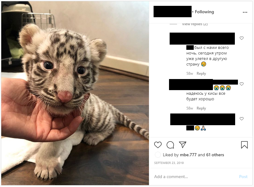 This woman also shares images of these animals on Instagram. Another user asked her if a one and a half month old cub is now her pet. She replies that although the cub spent the entire night with them, it has now flown to a different country.