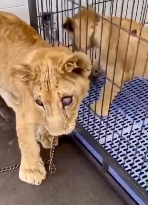 Another person close to MBE.777 who records the same animals, also shared a video of two lions. One is kept in a small cage, the other is chained and suffers from a luxated lens. This medical condition is not evidence of mistreatment per se, but would require medical attention.