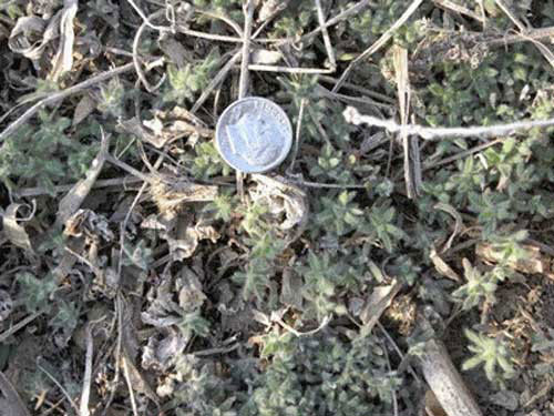 Now is the time to finalize plans for kochia control. Recent research suggests that kochia can begin emerging in early February. This article will be the first in a series discussing specific options for various cropping scenarios. bit.ly/2MWvSrD <a href="/KStateWeedSci/">K-State Weed Science Extension</a>