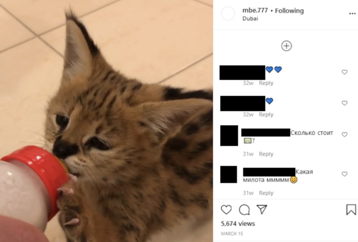 On March 27 2020, MBE.777 posted a video showing a serval cub. The serval is an endangered wild cat also listed by the UAE’s 2017 law as a “dangerous animal” which individuals cannot trade nor keep as a pet. Despite this, one user in the comments asked how much it would cost.