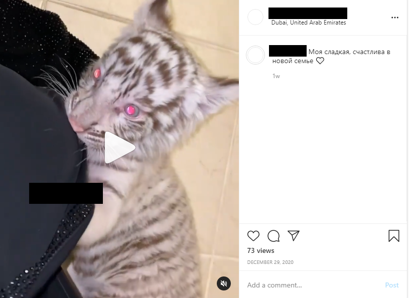 The tiger cub appears to be the same as that previously shared by the Russian woman close to MBE.777, who added the description “My sweetie, happy in a new family”.