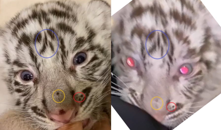 A comparison of the stripes and whisker spots indicates that these photos indeed show the same animal.