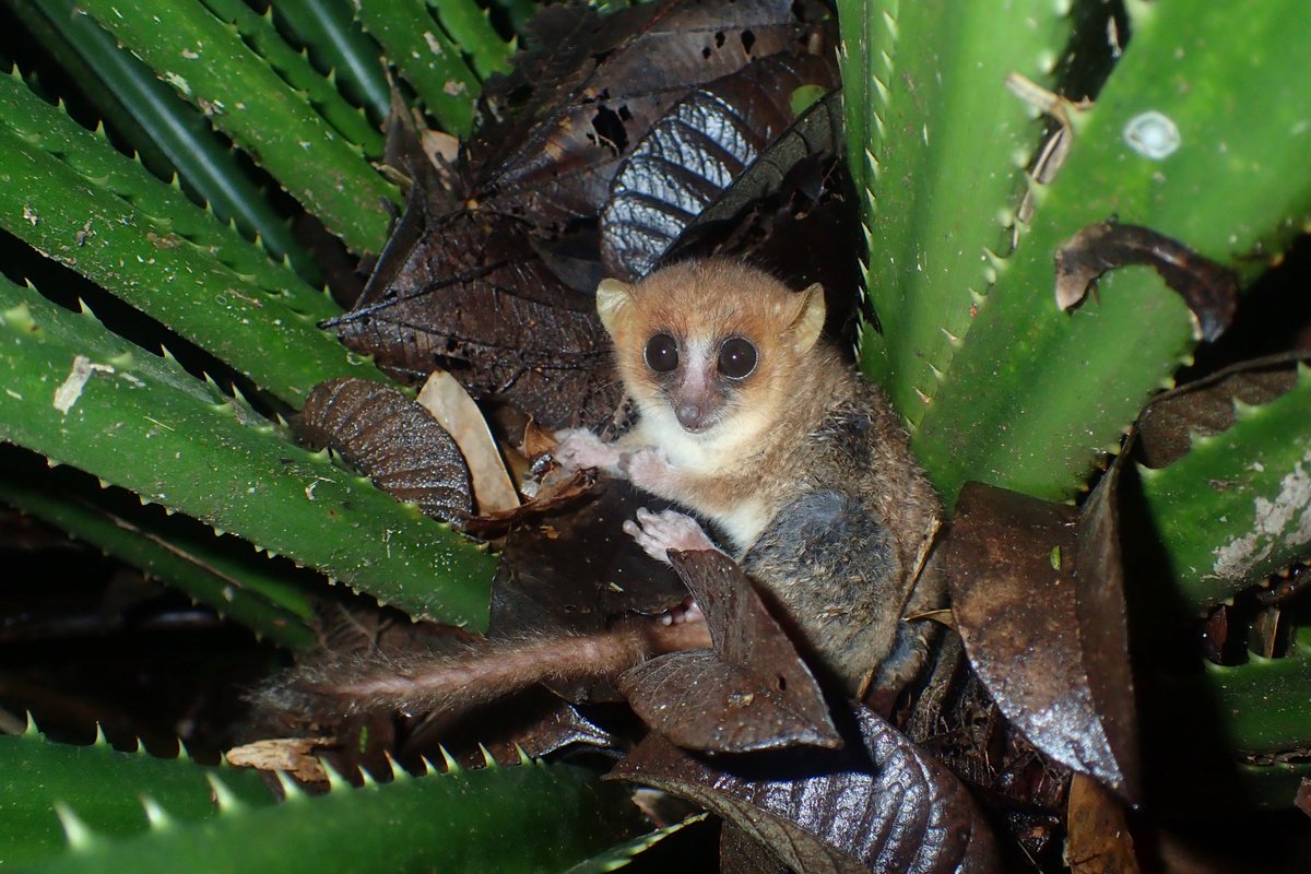 Living in Pandanus is such a great strategy that a whole community has specialised to live in and on these plants; there are Pandanus-dwelling crabs, scorpions, several groups of frogs… and sometimes when you look in Pandanus, you even get unexpected surprises #MadagascarFrogs